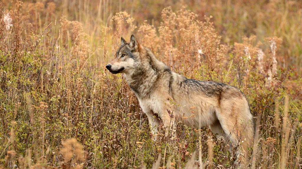 North America Yellowstone National Park Wolf
