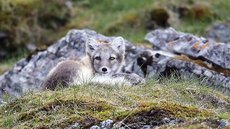 Arctic Animals Fox