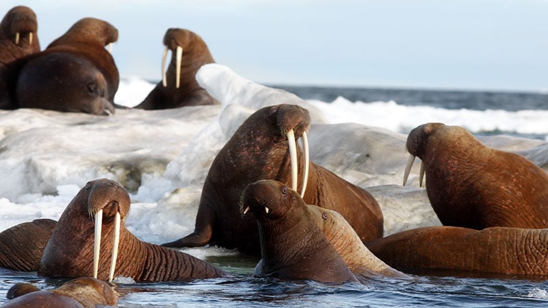 Meet the Arctic’s Most Spectacular Wildlife  Abercrombie & Kent