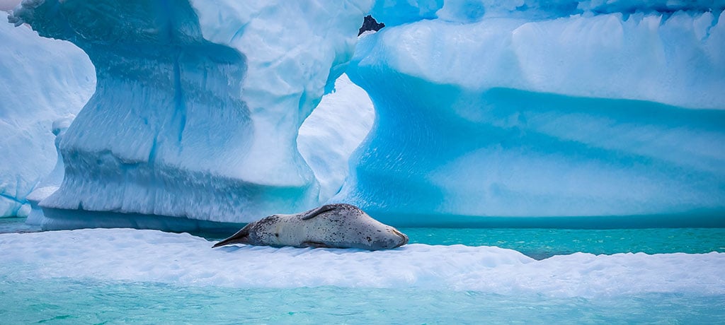 Antarctica Lemaire Channel Leopard Seal Richard Harker