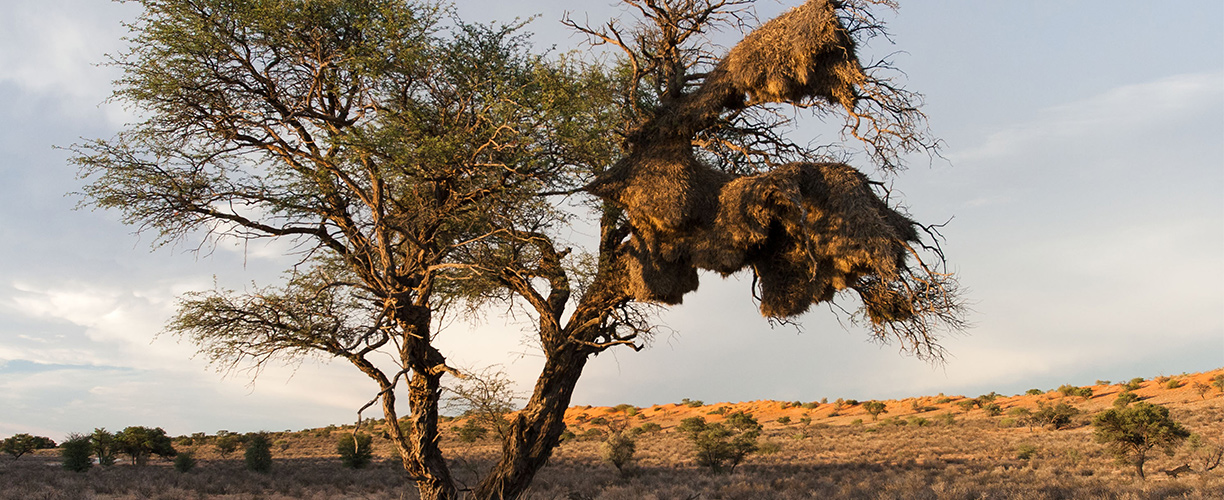 Africa Thorn Tree Kalahari Desert