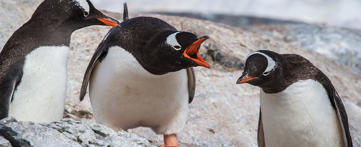 Antarctica Birds Pecking Order