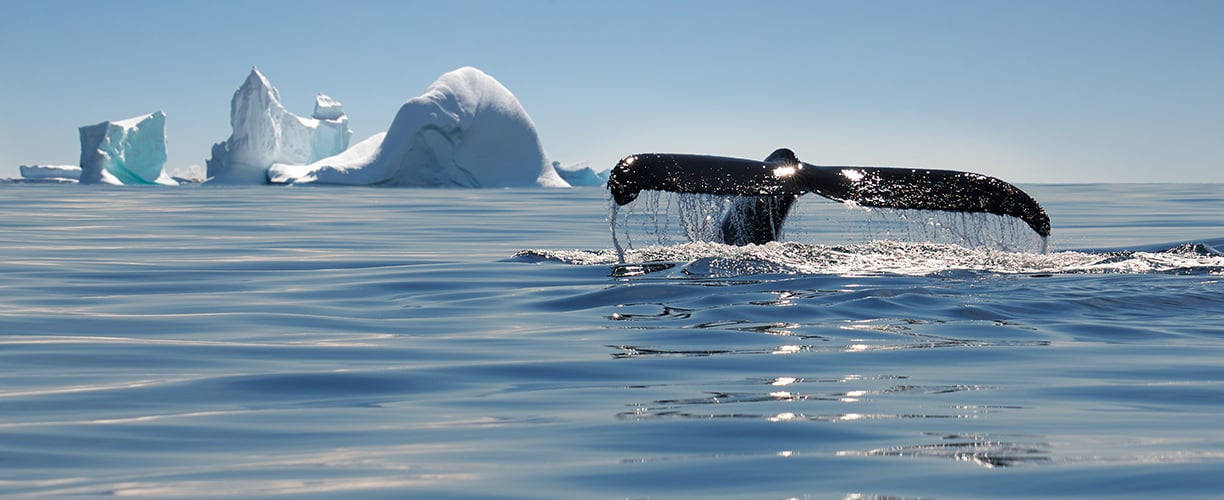 Antarctica Eight Incredible Whales