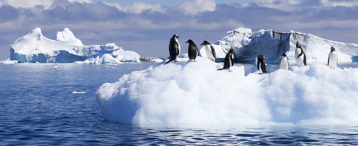 Antarctica Island Penguins