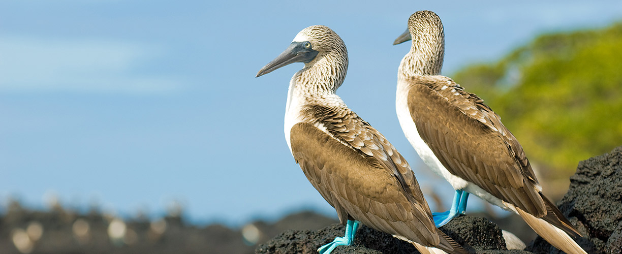 Latin America Ecuador Galagos Islands Blue Footed Boobies