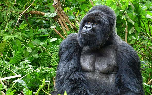 Uganda: Gorillas & Beyond