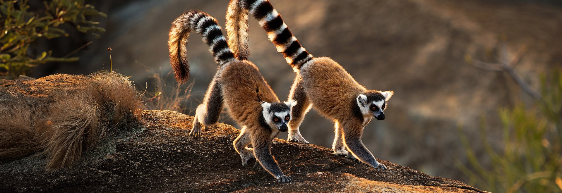 Africa Madagascar Lemur 