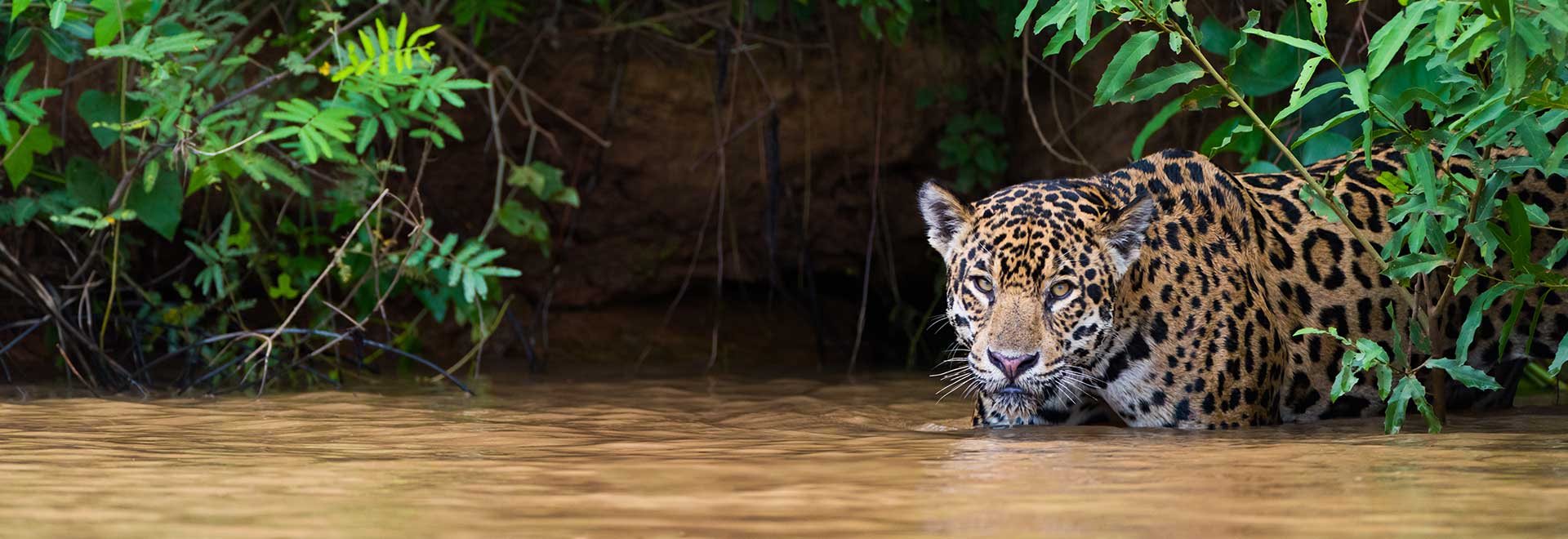 Brazil: Wildlife of the , Pantanal & Iguazu Falls